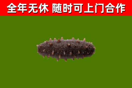 微山烟酒回收干海参.jpg